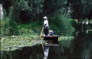 Chinampa -Xochimilco- Mexico